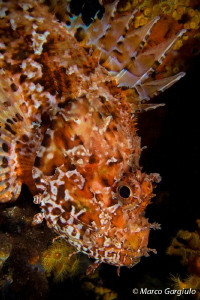 Scorpaena scrofa, night dive, portrait by Marco Gargiulo 